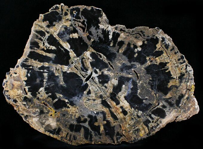 Petrified Wood (Laural) Round - Eagle Point, Oregon #24251